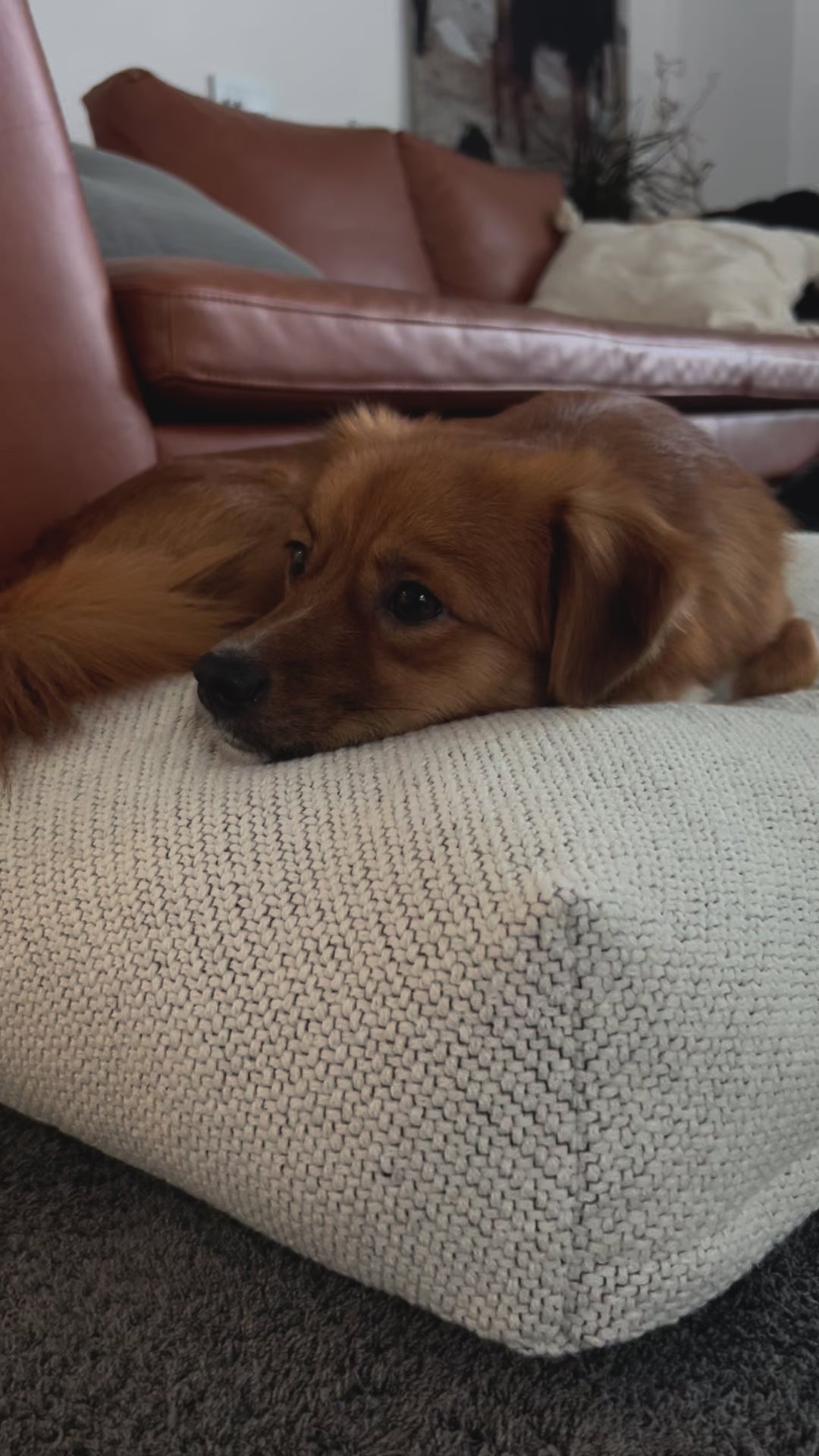 A designer Studio Kanto dog bed in a chic setting, showcasing its blend of luxury, style, and sustainable craftsmanship.