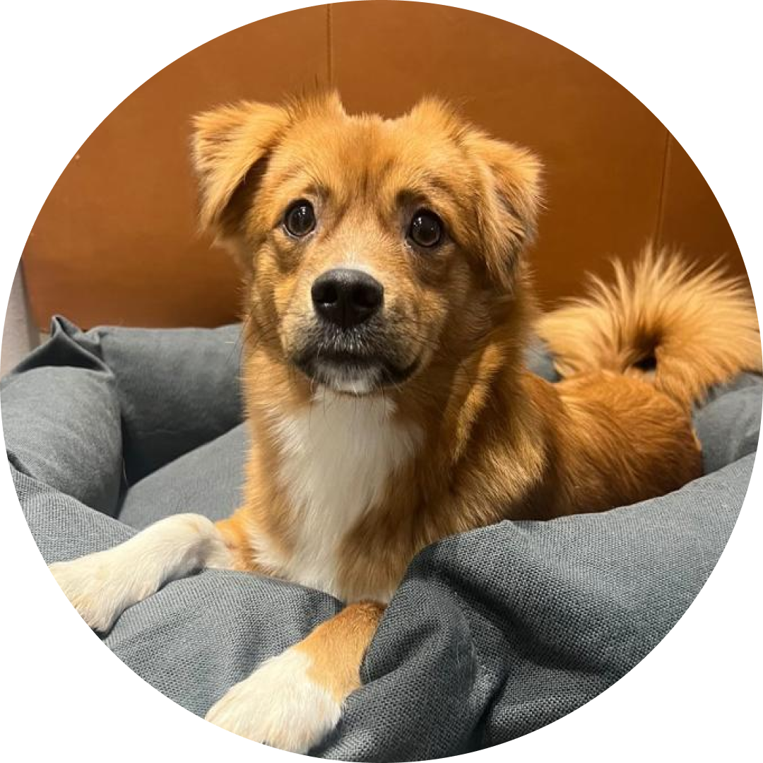 Playful puppy resting on a luxurious Studio Kanto dog bed, showcasing eco-friendly design and ultimate comfort.