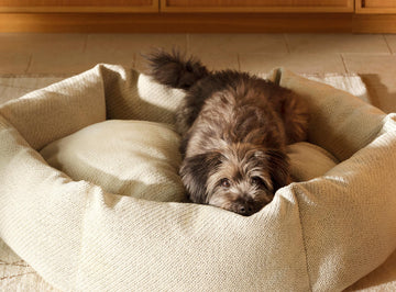 Dog bed improving dog's life, hyvä peti koiralle, terveellinen peti koiralle